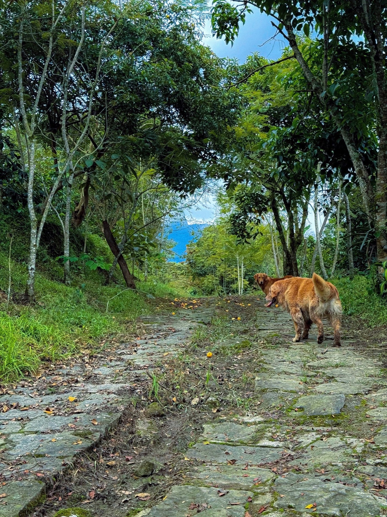 Mascotas en Jardín del Agua 3