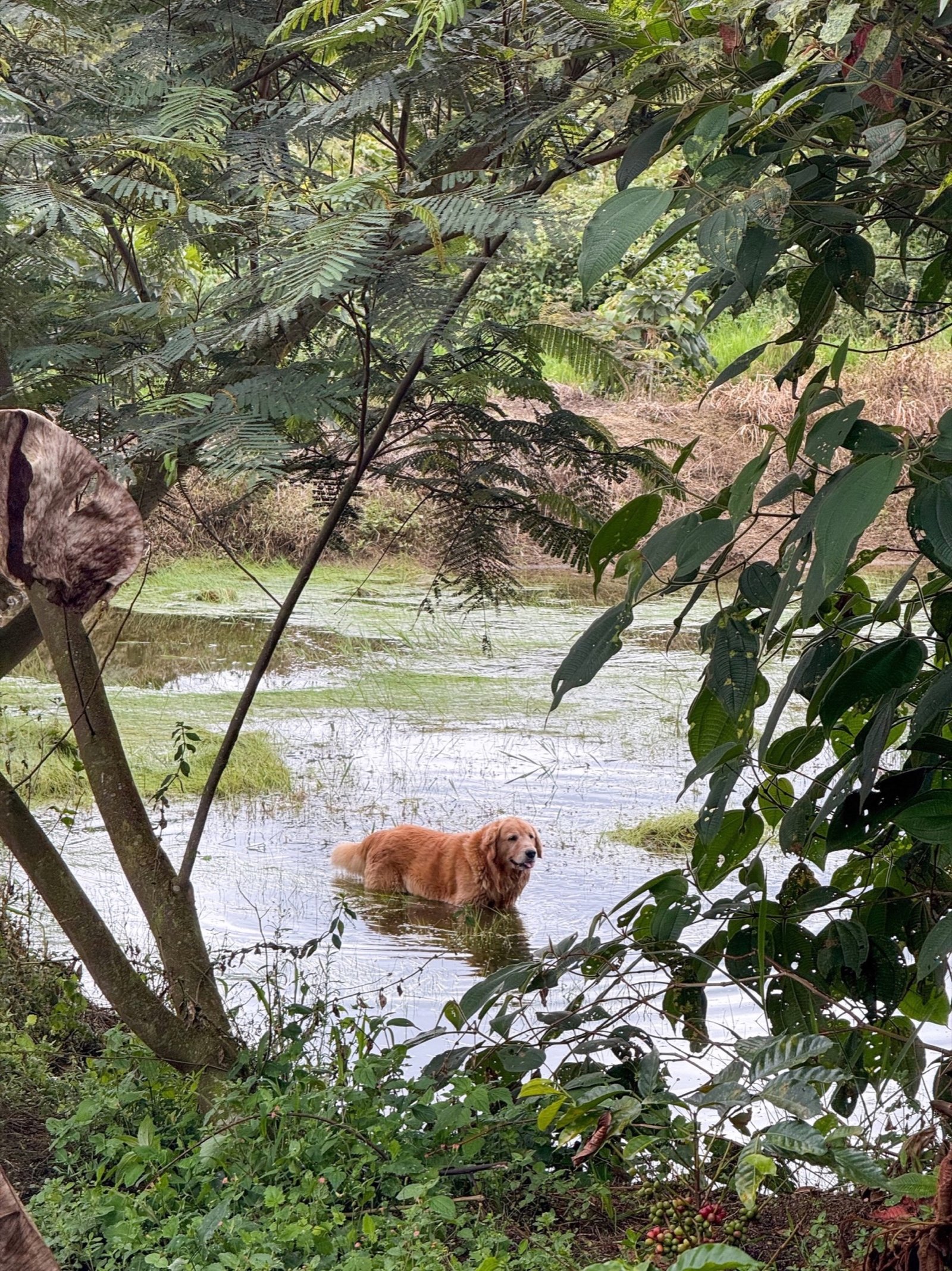 Mascotas en Jardín del Agua 4