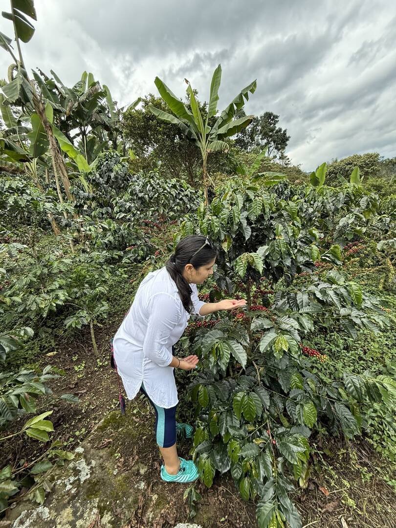 Recorrido cafetero