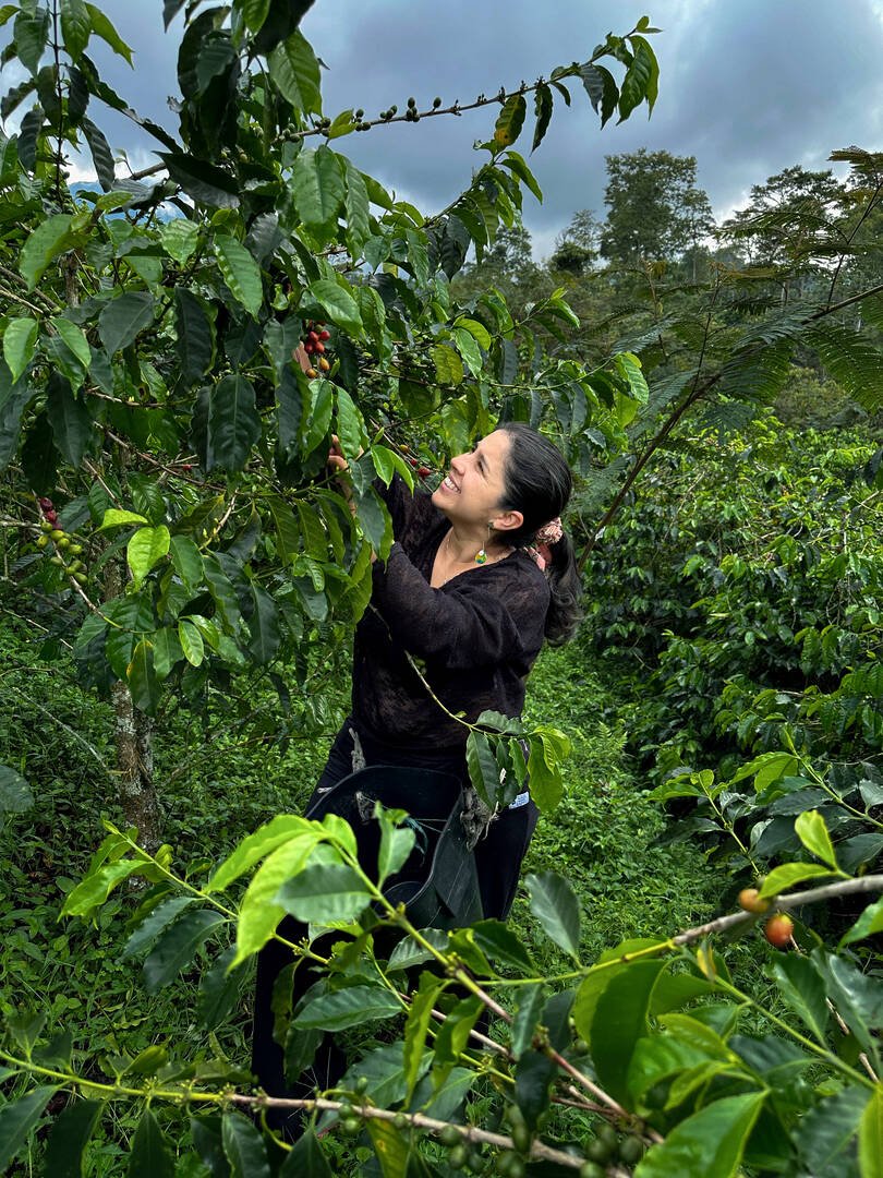 Finca cafetera