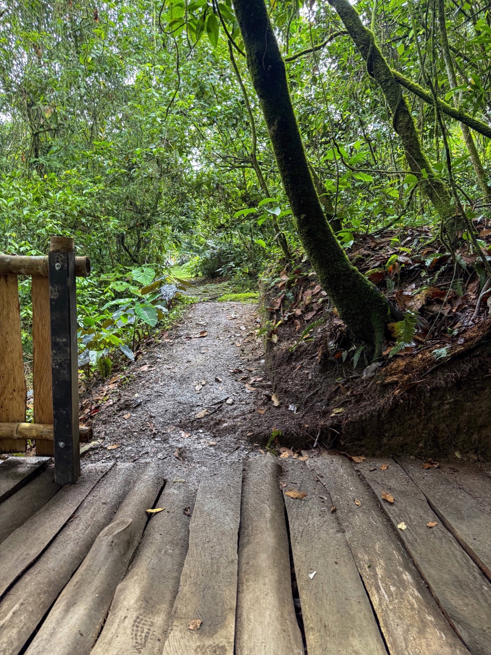 Galería Jardín del Agua 38